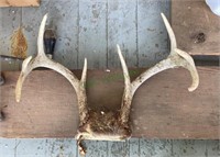 8 point buck antlers measuring 15 inches wide