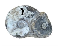 DOUBLE AMMONITE FOSSIL