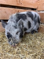 Female Pot Belly Pig 1 Year Old
