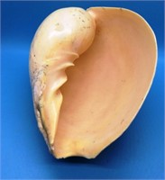 9" Melon Sea Shell