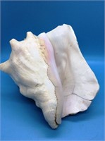 8" Conch Shell
