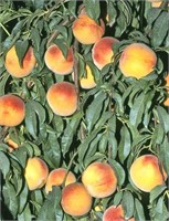 (80) 1/4" Ross Peach Trees on Lovell Certified