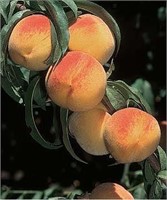 (49) 1/2" Loadel Peach Trees on Lovell