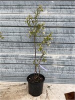Bonus Blueberry Plant