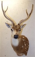Axis / Chital / Spotted Deer 3X3 Taxidermy Mount