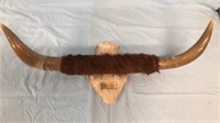 29" Vintage Longhorn Steer Wall Mount