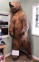 Taxidermy full body Alaskan Brown Bear 6 1/2 Years