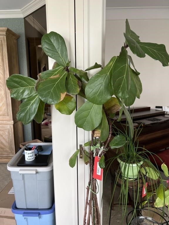 Tall Plant In Red Pottery Planter