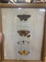 Framed Real butterflies