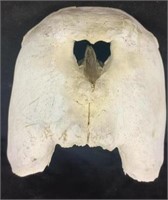 Walrus skull 8"x9"