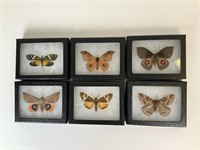 6 Preserved & Mounted Moths