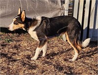 "Bjelke Sally" 2023 Border Collie Female