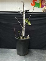 36-in cold hardy fig