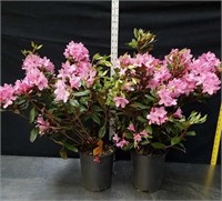 23 and 24-in June pink rhododendrons hybrid
