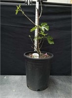 31-in cold hardy fig