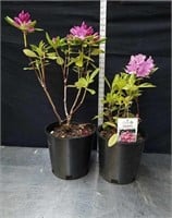 22 and 28 inch grandiflora rhododendrons
