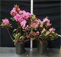 20 and 25 inch June pink rhododendrons