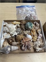 Sea Shell Lot