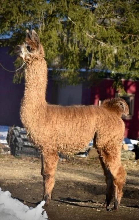 Spring Fling Online Llama Auctioin 2024