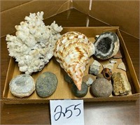 Geodes, Seashell, Coral, Minerals