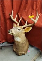 Taxidermied White-Tail Deer