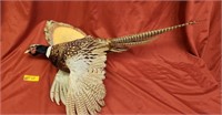 Mounted Pheasant - size approx. 35"x21"x11
