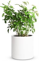 Mozing Ceramic Plant Pots  12x12 White