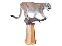 MAGNIFICENT LIFE-SIZE CANADIAN MOUNTAIN LION