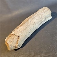 Petrified Wood Specimen Rock -8" long Branch