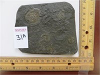 AMMONITE FOSSIL IN BLACK SHALE (2-3 INCHES)