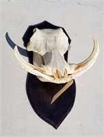 Soth African Warthog Skull Mount