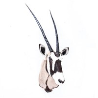 Taxidermy Gemsbok Oryx Bust Mount Trophy