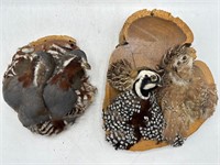 Taxidermy quail birds