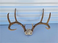 Set of 8 Point Antlers
