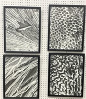 Steven Sabados Collection Microscopy Print