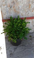 Boxwood