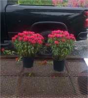 2 Perennial Dwarf Red Bee Balm Plants