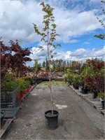 1 Autumn Blaze Maple