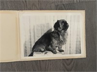 Vintage Brussels Griffon Glamour Shot Photgraph