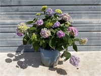 Original Hydrangea Plant