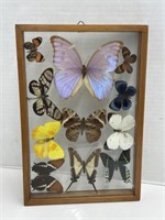 Framed Butterfly Collection, 12.5 x 8.5 "