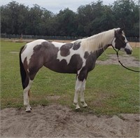 Uniquely Zipped  2019 Bay Roan APHA Filly  VIDEO