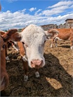 Heifer-Miniature Hereford-Yearling,friendly,easyto