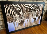 Large Framed Hanging Picture Zebras Drinking.