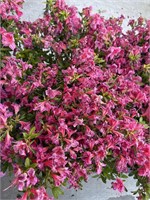 2 Lot of 1 ea  Rhododendron Bushes 1 Gal