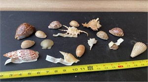 Sea Shells from around the world