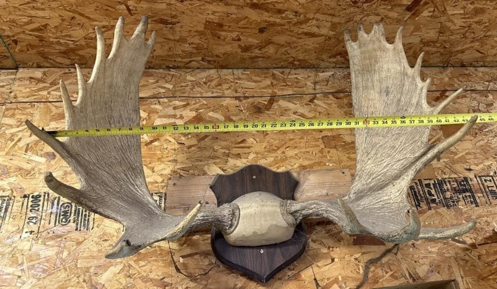 moose antler wall hanging