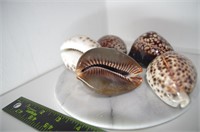 Lot of 5 Sea Shells