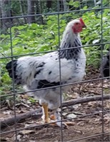 Young Brahma rooster