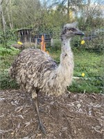 Female Blonde Emu - "Karen"
